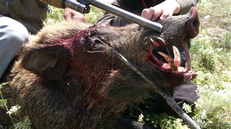 What a bunch of morons. wild boar attack hunter - YouTube