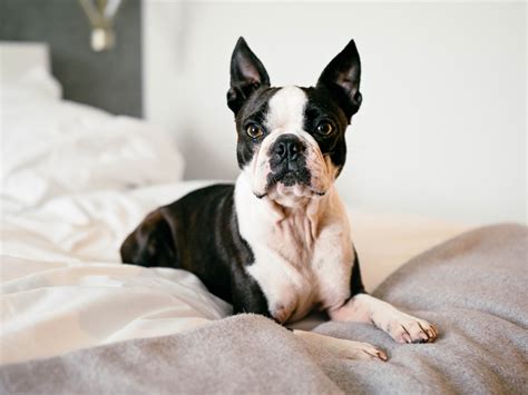 There are tons of minimalist apartment ideas, so here are a few to get you started. What You Need To Know To Pick the Best Apartment Dog for ...