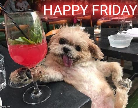 See more of pet world experience in lawrence, kansas on facebook. It's five O'clock somewhere... - Imgflip