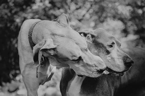 Hos great dane airlines har vi fokus på at levere en god service, både på vores kontor i aalborg lufthavn og ombord på vores fly. The Tripawd Times of Nova the Great Dane - The Inspiring ...