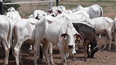 Maybe you would like to learn more about one of these? 100 percent pure tharparkar cow - YouTube