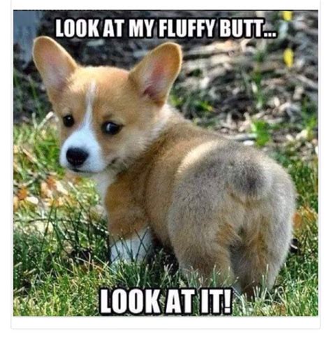 Every sunset gives us one day less to live! 25 Funny Animal Pics and Memes To Make You Smile - Funny ...