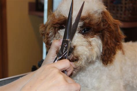 If you plan to clip your pooch yourself, you will want to choose a clipper with several blade options so you can trim to different these tips offer general guidance if you wish to groom and clip your labradoodle at home. How to Groom a Cockapoo's Face - Part II | Labradoodle ...
