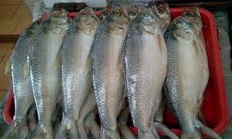 Proses pembuatan ikan terubuk masin di sadong jaya sarawak. Ikan Terubuk masin Sarawak | Baby food recipes, Sarawak, Fish