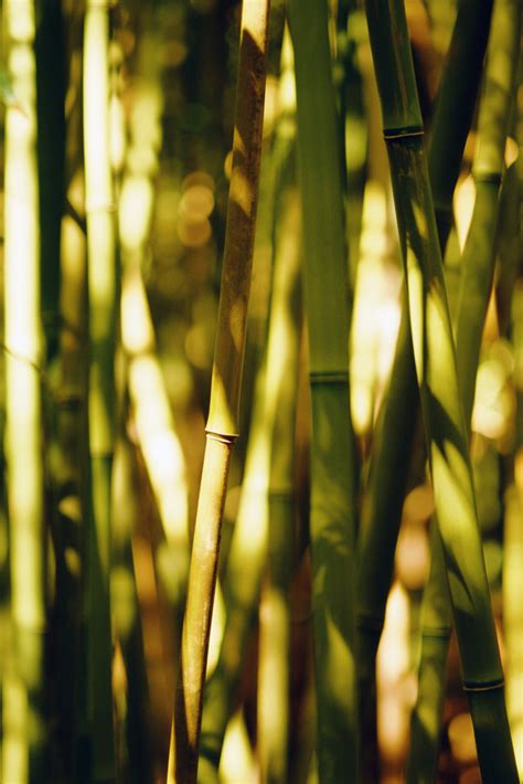 If you divide the entire in half or into small pieces, you can replant them and grow more. How to Repot a Bamboo Plant | Home Guides | SF Gate