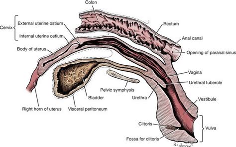 Litter bearing species such as dogs have elongated ___ that extend from the ovaries almost into the pelvic cavity. External Female Dogs Anatomy - Dogs Of Days Summer