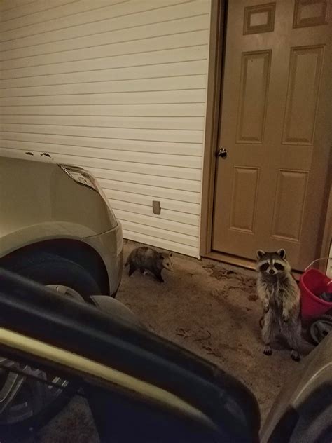 Since raccoons are omnivores, they need to eat a variety of foods. This Raccoon And Opossum Travel And Eat Cat Food Together