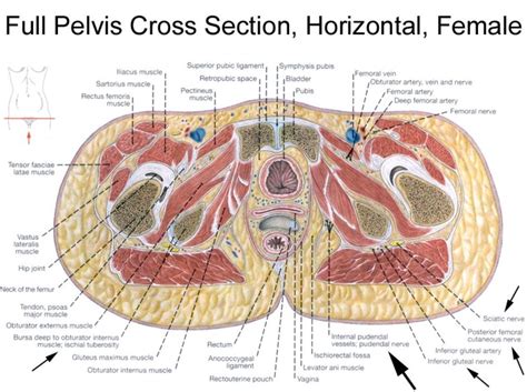 This is a preview of subscription content, log in to check access. Female pelvis horizontal cross section | Pelvis anatomy ...