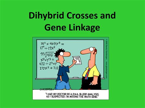 This ratio suggested that inheriting one trait did not affect the likelihood of inheriting the other, establishing mendel's law of independent. PPT - Dihybrid Crosses and Gene Linkage PowerPoint ...