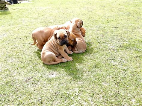 South african boerboels boerboel boerboel puppy boerboels boerboel puppies. Boerboel puppies for sale | Orpington, Kent | Pets4Homes