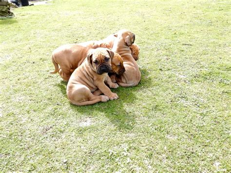 Read more about this dog breed on our boerboel breed information page. Boerboel puppies for sale | Orpington, Kent | Pets4Homes