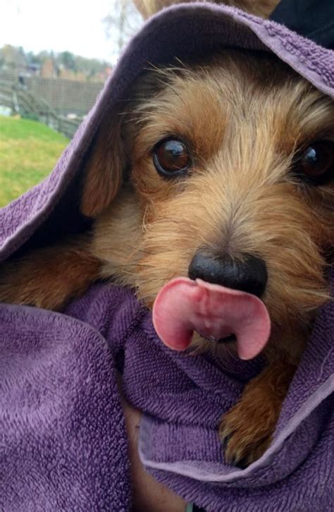 They are fearless and assertive, but are the norwich terrier is extremely intelligent. Found this little guy on my faceBOOK. See my Norfolk ...