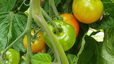 Tomato seedlings are unique in that they like their stems buried deeply. Stages Of Tomato Growth - YouTube