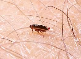 Fleas are tiny pests with a big impact on your pets' health and the sanity of you and your family. Pest Control Near Me - Fleas - Expert Pest Solutions