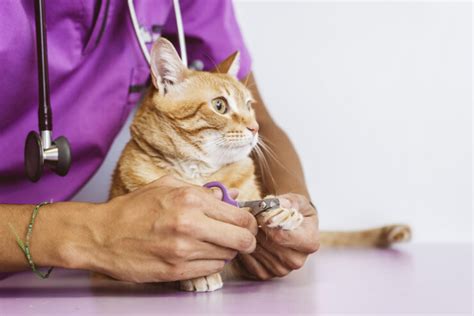 In this section neonatal diabetes occurs in the first 6 months of life. Diagnosis and Treatment of Feline Diabetes - glowliness.com