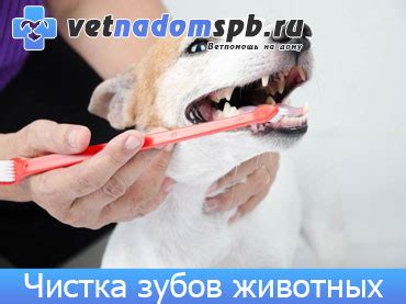 Чистка зубов животным на дому круглосуточно - низкие цены | Спб