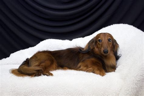 Rhonda's dachshund puppies, athens, texas. Available Puppies - Regal Red Dachshunds