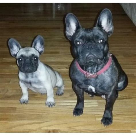 For more information send me an email or message me. French Bulldog puppy dog for sale in Peoria, Illinois