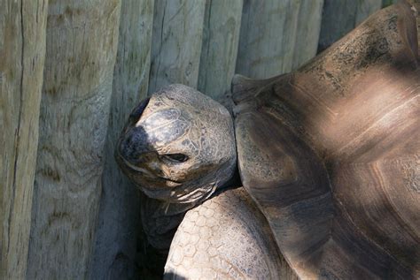 When to plant zucchini in boise idaho. Aldabra Giant Tortoise - Boise Zoo, Idaho