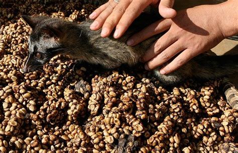 Obsérvese que esta tabla se asegura a la armazón por medio de tornillos, y que en su caja interior lleva unos listones de refuerzo. El café más caro del mundo está hecho con heces | Diario ...