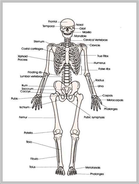 Click on the images if you wish to have them printed. Blank Anatomical Position Diagram / Anatomy Regional Terms ...