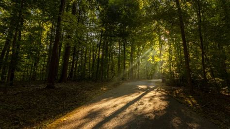 Meeman shelby forest is a 13000 acre state park that provides a. Meeman-Shelby Forest State Park — Tennessee State Parks