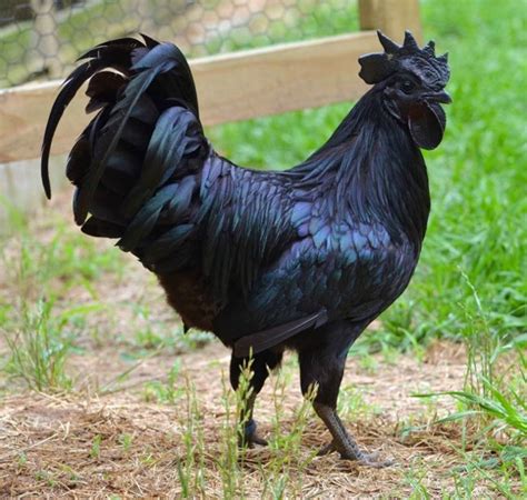 Large penis, longdick, large cock, huge cock, big penis. Rare All Black Chickens Even Have Black Meat, Bones - Geekologie