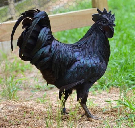 What ya chockin' on?i do not rightfully what so ever own this content. Rare All Black Chickens Even Have Black Meat, Bones ...