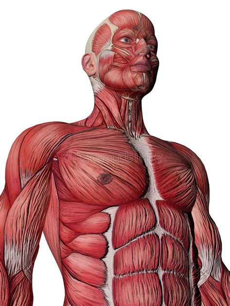 Figurative anatomy muscles of the torso. Human Muscle Xray Torso stock illustration. Illustration ...