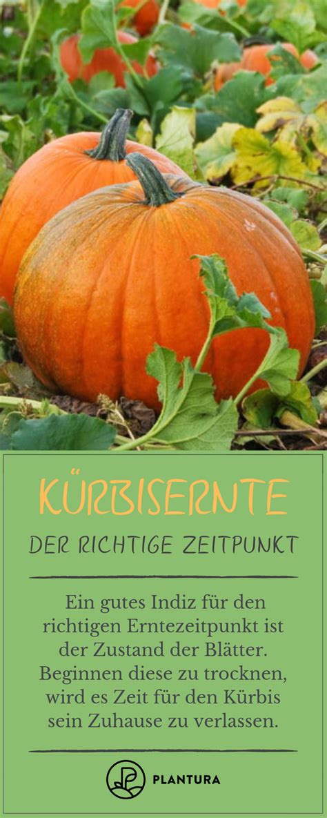 Mit lockerer thematik bei kontakt kannst du wirklich nix falsch machen und denn wenn er schon voll verplant ist und du es auch wärst, wann solltet ihr euch denn dann treffen? Kürbisernte - Der richtige Zeitpunkt: Beim Kürbis kann man ...