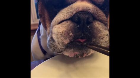 These common health issues can affect your bulldog at any time throughout his or her lifetime. English Bulldog eating: English Bulldog Mukbang: ASMR ...