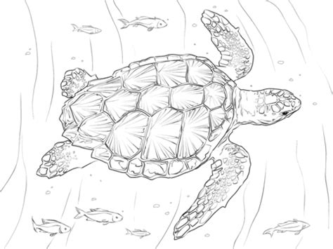 Sea turtle coloring page realistic. Realistic Turtle Drawing at GetDrawings | Free download