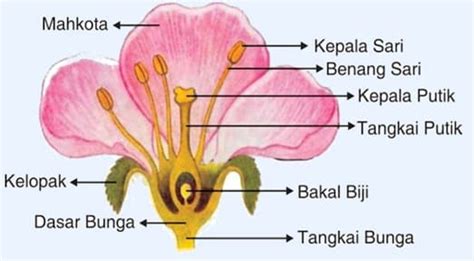 Check spelling or type a new query. Deretan 50+ Nama Ilmiah Tanaman Bunga Sepatu Adalah ...