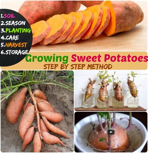 They originated in peru and bolivia, where wild strains still exist. Growing Sweet Potatoes: #6 Steps How to Grow Sweet Potatoes