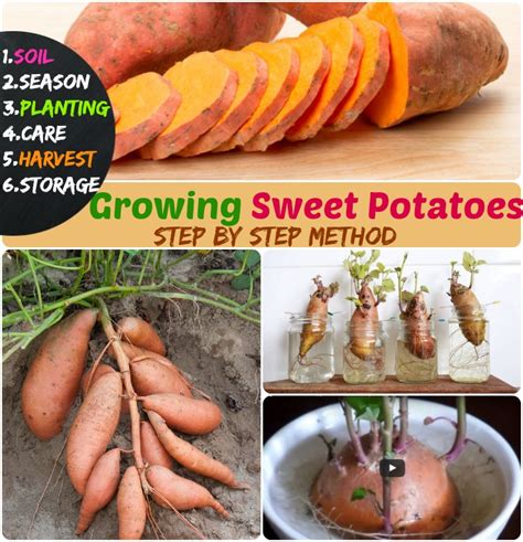 I had this happen to me the other night, same thing er and everything, my first one.i'm worried the intense pain from the uriter it was comparable to the eraser on the end of a pencil. Growing Sweet Potatoes: #6 Steps How to Grow Sweet Potatoes