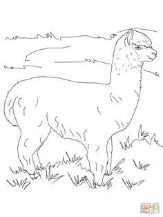 Two hairy alpacas coloring page from alpaca category. Alpaca pattern. Use the printable outline for crafts ...