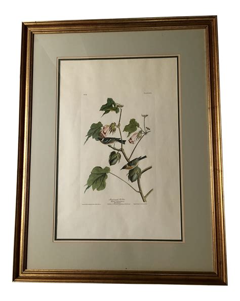 Vintage Audubon Framed Bay Breasted Warbler Print | Audubon prints, Prints, Original prints