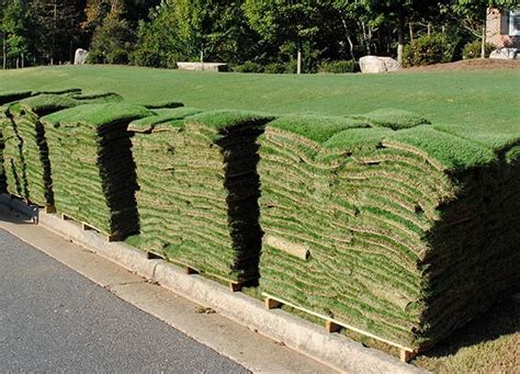 Augustine grass' lush look and dense growth makes it ideal for your home's lawn, creating the perfect backdrop for flowers and shrubs or a game of backyard football or soccer. Baton Rouge Sod - Sod for Sale, Delivery, and Installation