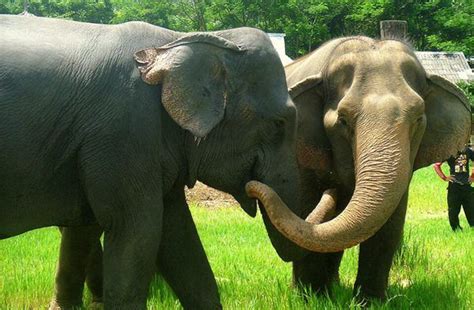 Elephant Of The Week : Sao Yai the emotional lady elephant | Elephant nature park, Elephant, Sao
