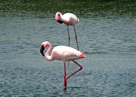 It was officially announced on july 20, 2017, and was released on august 3, 2017, in the diamond shop. Imágenes de flamencos » FLAMENCOPEDIA