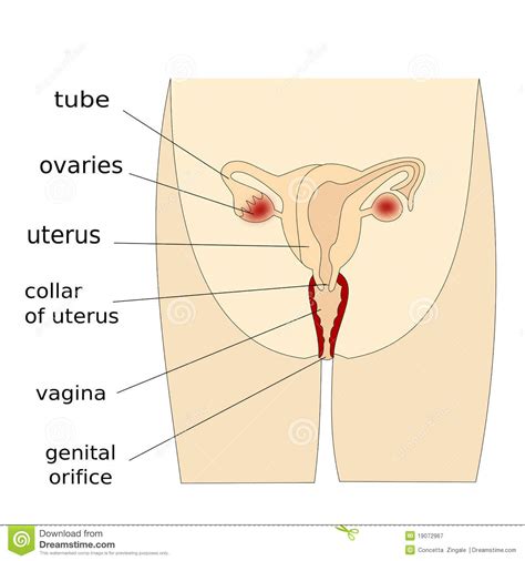 Похожие запросы для girls virginia body part. Female Reproductive System Royalty Free Stock Photography ...