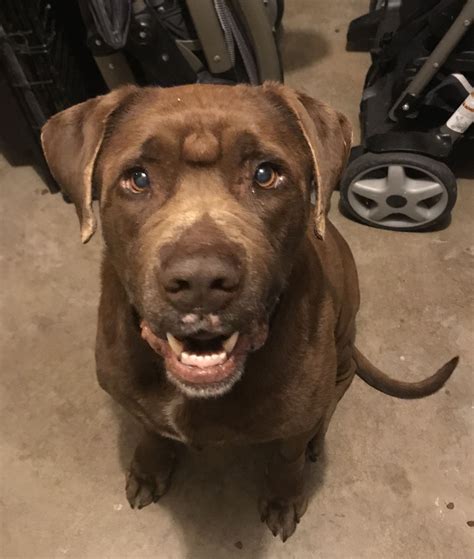 When you adopt from the animal defense league of texas, you do not save just one life; Mastador dog for Adoption in San Antonio, TX. ADN-824394 ...