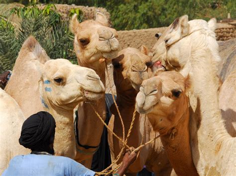 Check out our camel tapestry selection for the very best in unique or custom, handmade pieces from our wall décor shops. Tuareg man leading camels off the Timbuktu Ferry at Camels ...