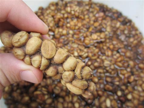 Kopi luwak pooped out coffee, a bag with 57 grams. How I Made Cat Poop Coffee (Kopi Luwak)—The Best Cup of ...