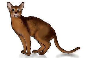 These printables are teacher inspired and introduce educational concepts like historical figures, the solar system, and more. How to draw an Abyssinian Cat | Abyssinian cats ...