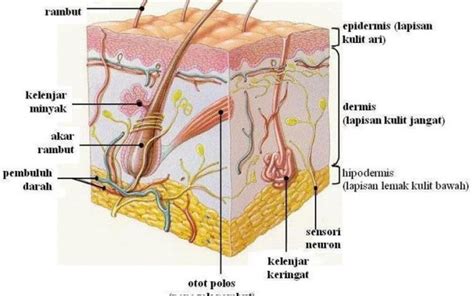 Perhatikan gambar struktur kulit yang diberikan seperti gambar di bawah. Mengenal Kondisi Kulit Manusia dan Penyakitnya - Ulya Days