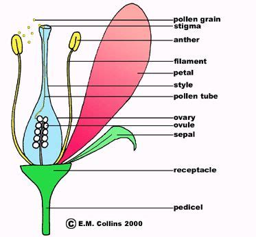 It is made up of the stigma, style, and ovary. 18 best Fun Facts images on Pinterest | Fun facts, Science education and Random facts