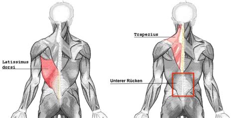 Klimmzüge eignen sich perfekt um die gesamte rückenmuskulatur zu trainieren. ᐅᐅ TIPP: Beste Rückenübungen für das Training zuhause