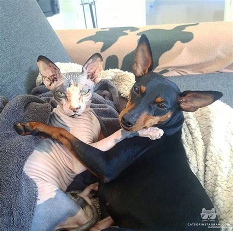 Toda la actualidad e información sobre mono burgos en mundodeportivo.com. Pin de Aracelis Burgos en *Fotos de perros con gatos ...