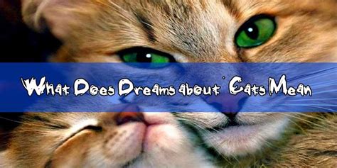 Maybe you would like to learn more about one of these? #48 Dreams about Cats: Meaning & Interpretation - Cat ...
